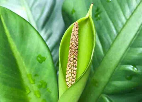 تصویر 1 از خرید گیاه دیفن باخیا + قیمت فروش استثنایی